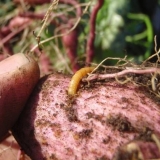 Kako se nositi sa žicom na krompiru